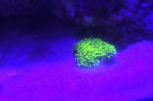 Green Star Polyps