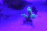 Green Birdsnest Coral Thumbnail