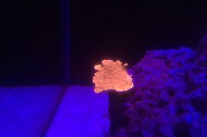 Leaf Plate Montipora - Red