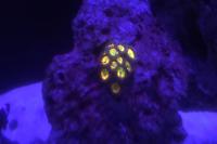 Zoanthid - Sunny D Thumbnail