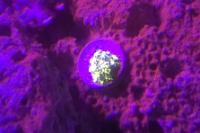 Tooth Coral Thumbnail