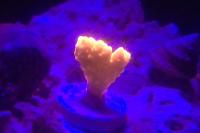 Pink Acropora sarmentosa Thumbnail