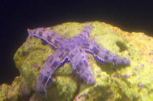 Sand Sifting Sea Star