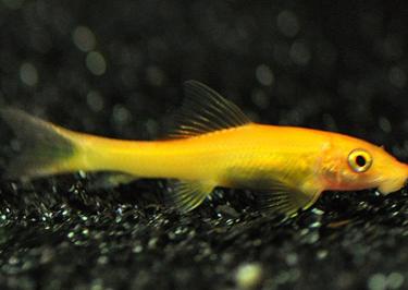 Golden sucker loach