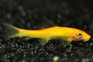 Golden sucker loach Thumbnail