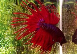 Clowntail Siamese Fighting Fish