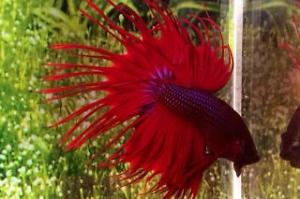 Clowntail Siamese Fighting Fish