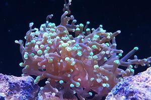 Frogspawn Coral - green tips Thumbnail