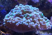 Hammer Anchor Coral Branching Thumbnail