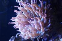 Bulb Anemone Thumbnail