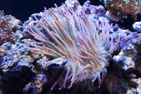 Long Tentacle Anemone Thumbnail