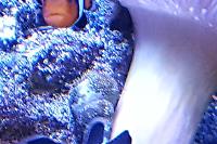 Black Ice Clownfish Thumbnail