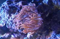 Bulb Anemone Thumbnail