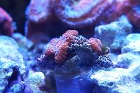 Acan Brain Coral Thumbnail