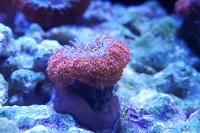 Acan Brain Coral - Scoly Thumbnail