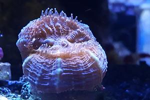 Lobophyllia Brain Coral Thumbnail