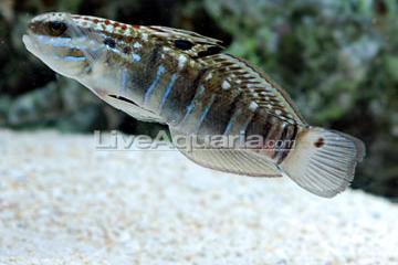 Sleeper Banded Goby / Amblygobius phalaena 87