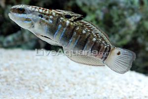 Sleeper Banded Goby Thumbnail