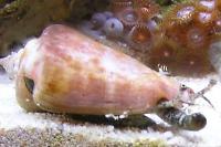 Fighting Conch Thumbnail