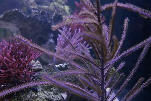 Purple Plume Gorgonian Thumbnail