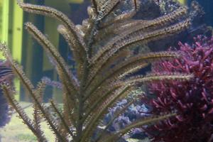 Yellow Plume Gorgonian Thumbnail