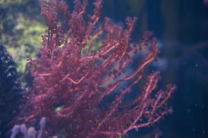 Red Grape Algae Thumbnail