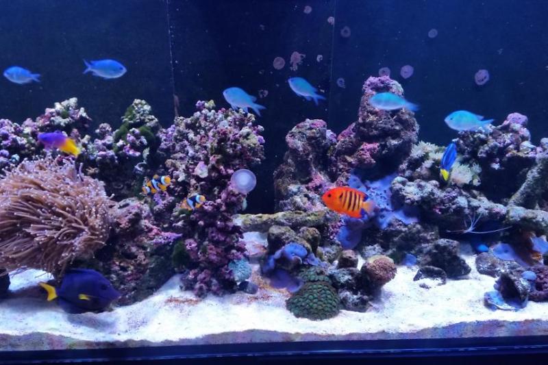 Marks reef 350L Thumbnail