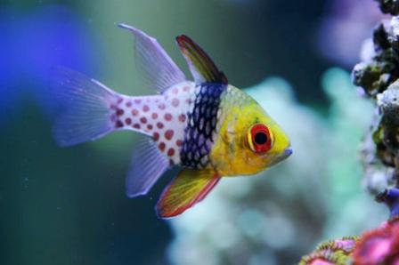 Spotted Cardinalfish Thumbnail