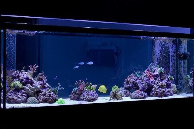 drummereef's 180g In-Wall Reef Thumbnail