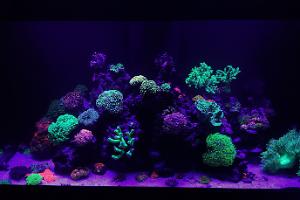 Aqua reef 400  Thumbnail