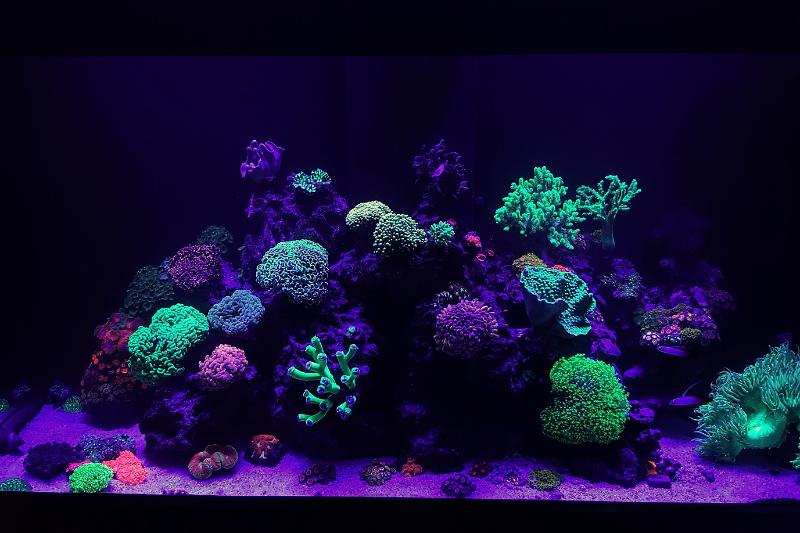 Aqua reef 400  Thumbnail