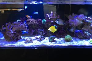 My Aquarium Thumbnail