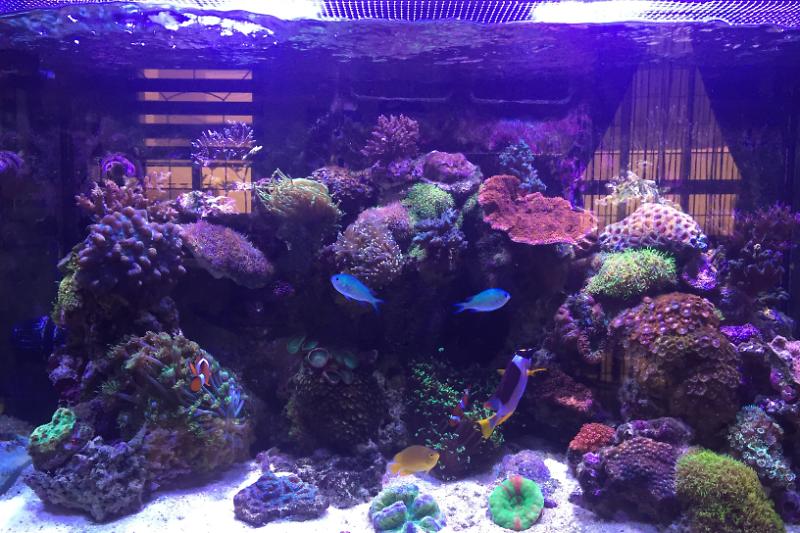 Big Pete's RSM250 Reef Tank Thumbnail