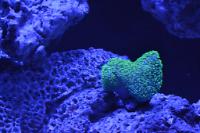 Green Toadstool Mushroom Leather Coral Thumbnail