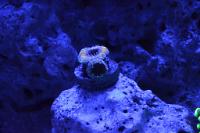 Acan Brain Coral - Rainbow Thumbnail