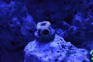 Acan Brain Coral - Rainbow