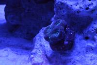 Brain Coral Favites Thumbnail