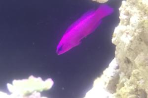 Orchid Dottyback Thumbnail