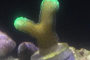 Stylophora Coral Thumbnail