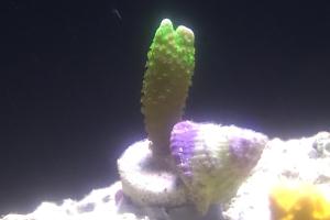 Pacific Encrusting Gorgonian Thumbnail