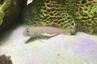 Diamond Watchman Goby