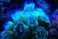 Coral trompeta Thumbnail