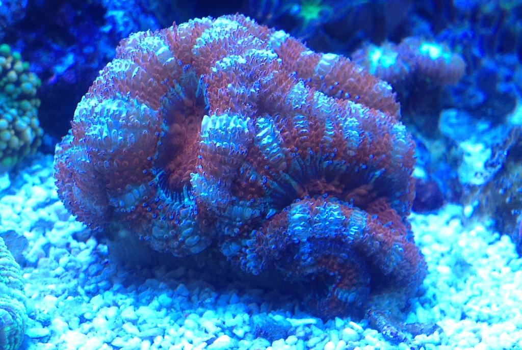 Acanthastrea