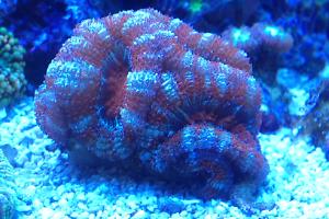 Acanthastrea