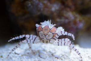 Pom Pom Crab Thumbnail