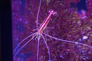 Red Line Cleaner Shrimp Thumbnail