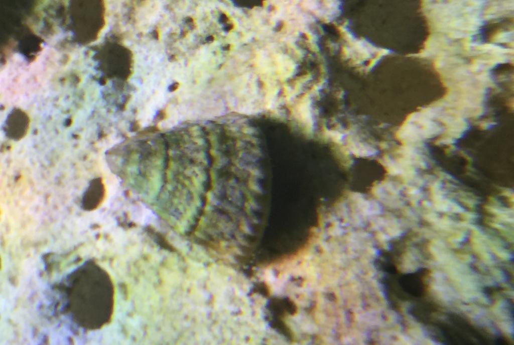 Astraea Conehead Snail