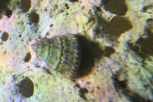 Astraea Conehead Snail Thumbnail