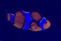 Ocellaris Clownfish Thumbnail