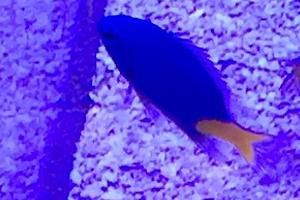 Yellowtail Damselfish Thumbnail